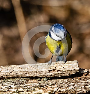 British Blue Tit