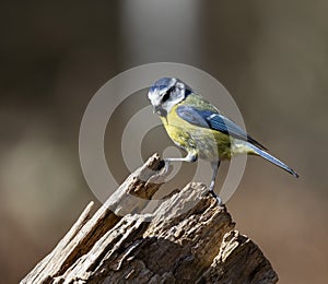 British Blue Tit