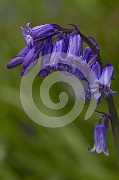 British Bluebell (Hyacinthoides non-scripta)