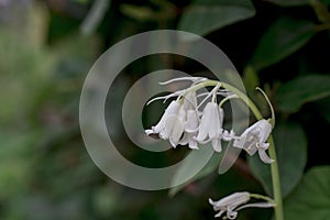 British bluebell (Hyacinthoides non-scripta) close up