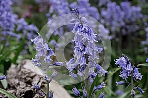 British bluebell (Hyacinthoides non-scripta) close up