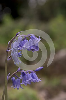 British bluebell (Hyacinthoides non-scripta) close up