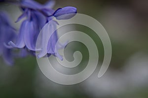 British bluebell (Hyacinthoides non-scripta) close up