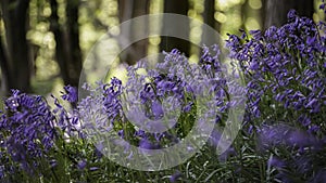 British Bluebells in woodland