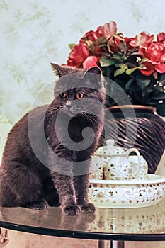 A British breed black cat on the coffee table.