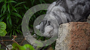 British breed cat walks in nature and eats green grass. Domestic cat on a walk.