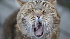 British breed cat yawns
