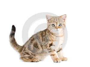 British breed kitten is isolated on white