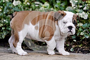 British Bull Dog Puppy