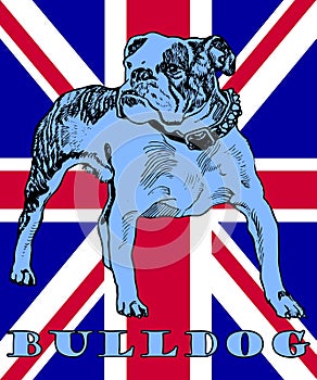 British Bulldog