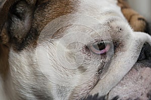 British Bulldog adult female