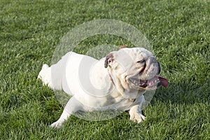 British Bulldog photo