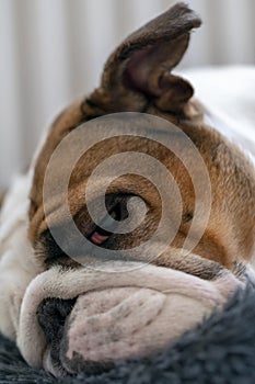 British Bulldog lying down taking it easy ...