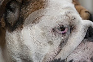 British Bulldog lying down taking it easy ...