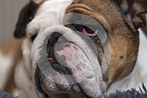 British Bulldog lying down taking it easy ...