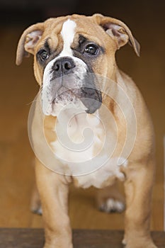 British Bulldog Puppy