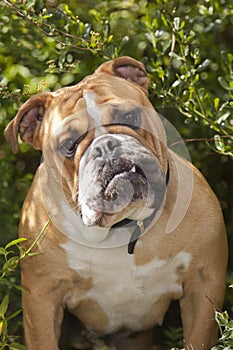 British Bulldog Puppy