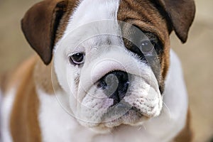 British Bulldog puppy