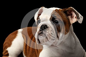 British bulldog puppy breed on black background