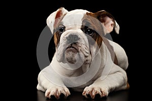 British bulldog puppy breed on black background