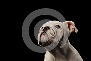 British bulldog puppy breed on isolated black background