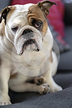 British Bulldog puppy sitting and watching