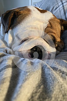 British Bulldog puppy sleeping