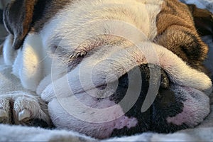 British Bulldog puppy sleeping