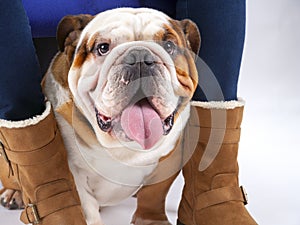 A British Bulldog sits on a white background under his mistresses chair