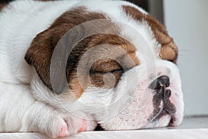 British bulldog sleeping