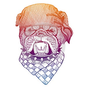 British bulldog. Wild pirate or biker. Vector animal portrait. Sailor, motorcyclist. Print for children clothing, tee