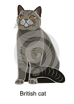 British cat