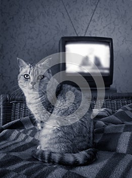 British cat on bed near old retro antenna analogue TV, live news
