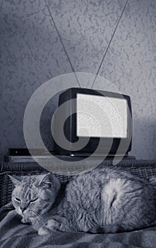 British cat on bed near old retro antenna analogue TV without signal