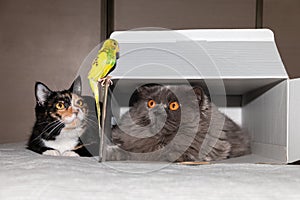 A British cat in a box and a tricolor cat lying next to them look at a parrot sitting on a box. Close-up.