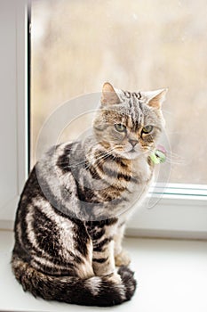 British cat brindle sitting on a window sill.