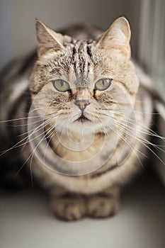 British cat brindle sitting on a window sill.