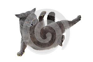 British cat dancing breakdance photo