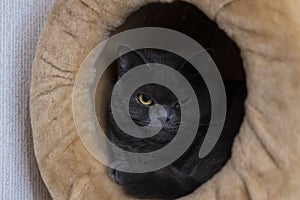 British cat domestic pet animal portrait evil angry sight looking at camera by his yellow eyes home inside environment