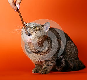 British cat, eating a delicacy.