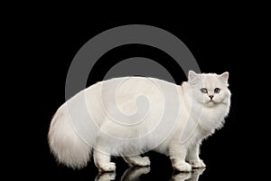 British Cat with Furry white hair on Isolated Black Background