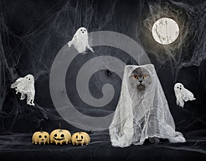 British cat in a ghost costume on dark background with spiderwebs, pumpkin jack and a glowing moon. Funny Halloween cat. Copy