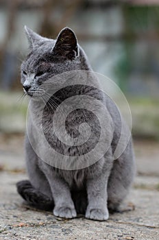 British cat. Gray street cat. Abandoned yard cat.