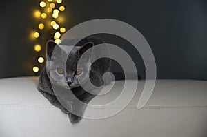 British cat gray white yellow