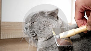 British cat grooming at home, Combing Scottish, british cat. Brush the cat fur comb. Macro, clouse up.