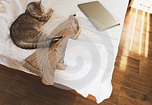 british cat on hotel bed