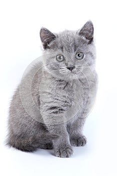 British cat kitten