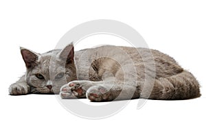 British cat lies on white background
