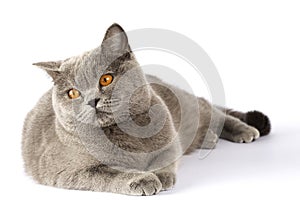 British cat lies on a white background and looks into the distance
