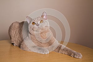 British cat lilac color gracefully lies on a table look-up paws outstretched